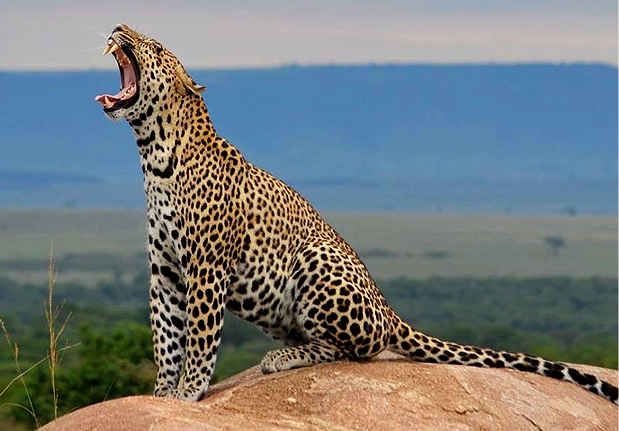 Leopard Roars