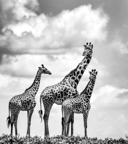 Africans Giraffe Photographic safari
