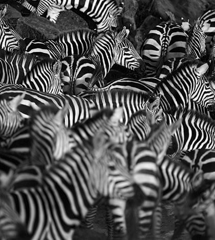 Migration Safari of Zebras In Serengeti